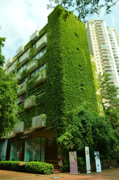 爬山虎