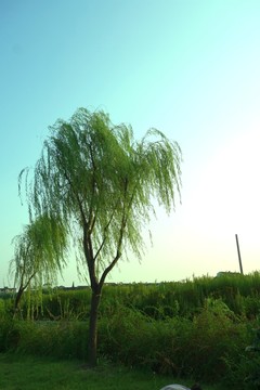 柳樹(shù)