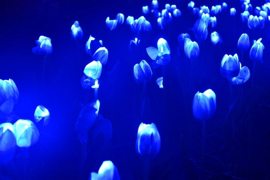 郁金香燈光花叢