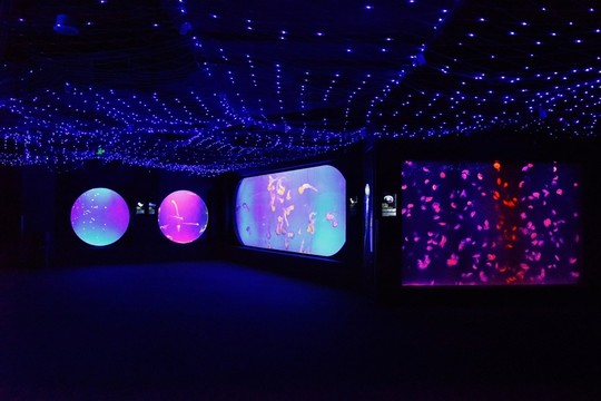 水族館水母墻