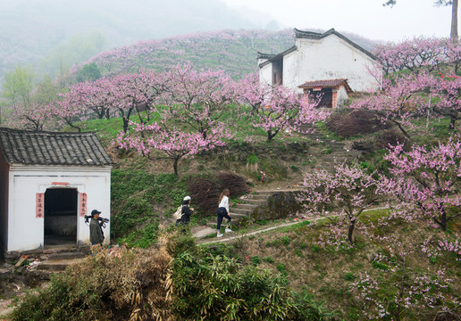 金華濤東桃花