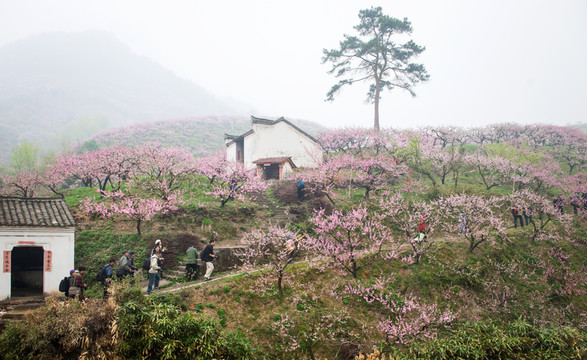 金華源東桃花