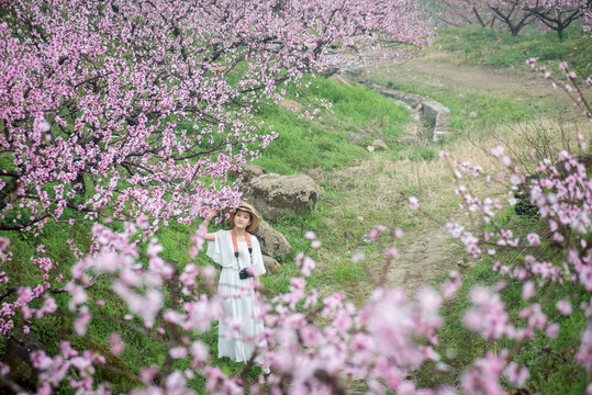 賞花
