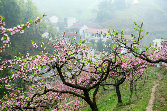 桃花