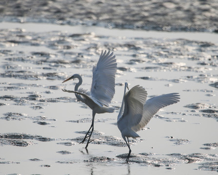 白鷺 鷺鳥