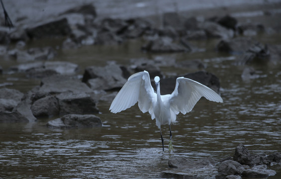 白鷺  鷺鳥