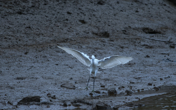 白鷺  鷺鳥
