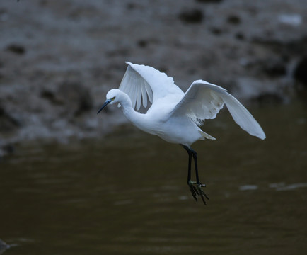 白鷺 鷺鳥