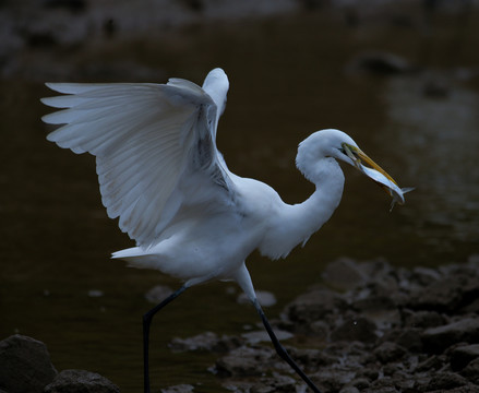 白鷺 鷺鳥