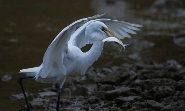 白鷺 鷺鳥