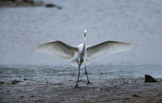 白鷺 鷺鳥
