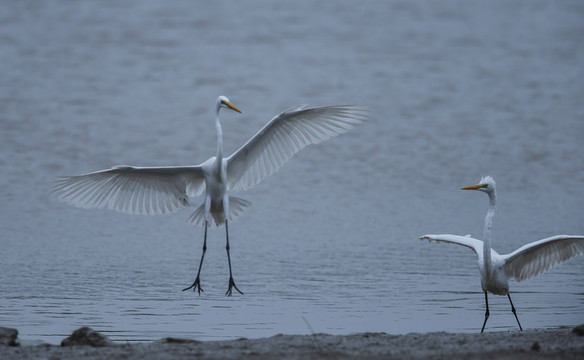 白鷺 鷺鳥