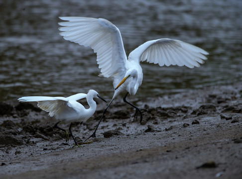 白鷺 鷺鳥