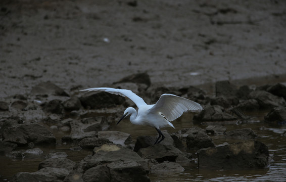 白鷺 鷺鳥