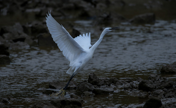白鷺 鷺鳥
