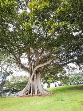 澳洲榕樹