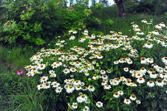 綠化帶花草 景觀帶  夏花