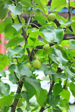 梨樹 梨園 果園