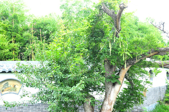 青梨 梨子 梨樹(shù)
