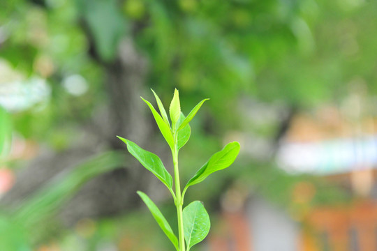 嫩芽 樹牙 樹葉 嫩葉