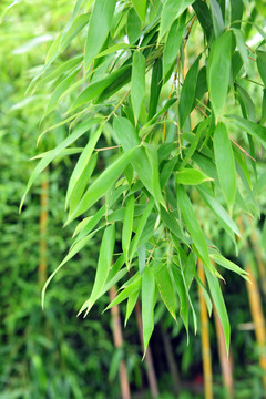 竹子 竹林 翠竹
