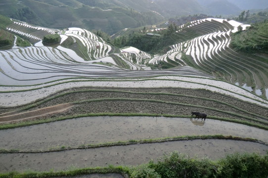 龍脊梯田