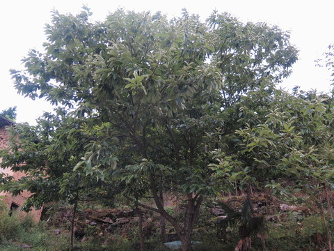 板栗樹(shù)