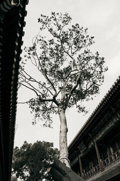 故宮