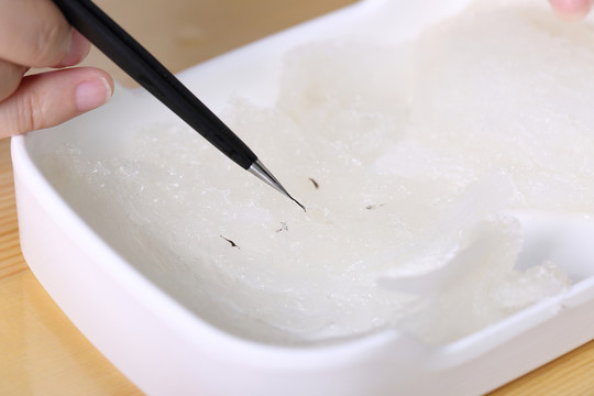 燕窩