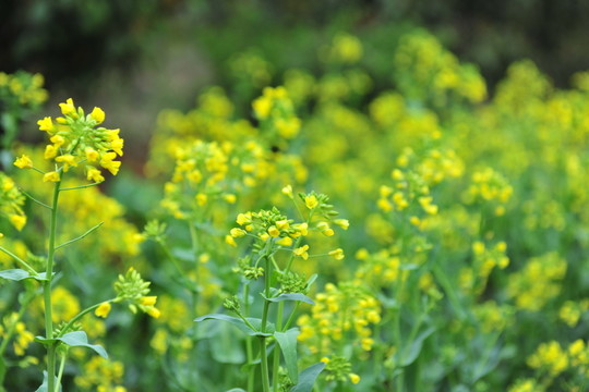 油菜花 油菜田