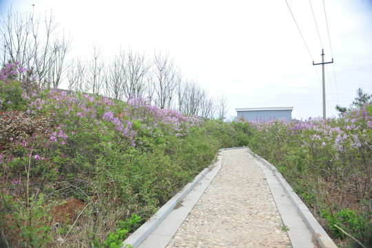 公園風(fēng)景 公園道路