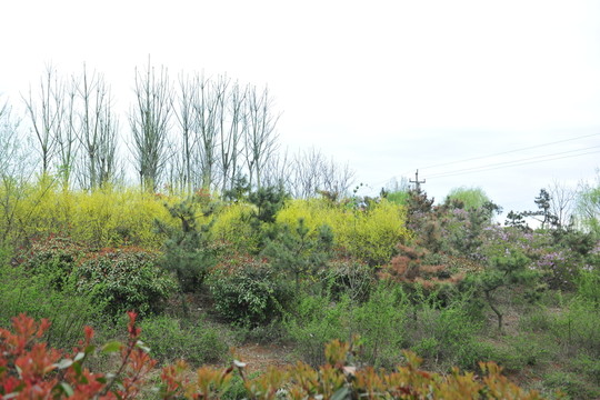 園林綠化 公園風(fēng)景 綠化帶
