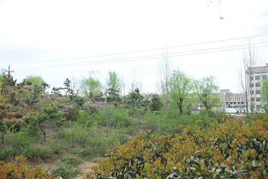 園林綠化 公園風(fēng)景 綠化帶