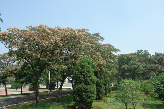 芙蓉樹圖片