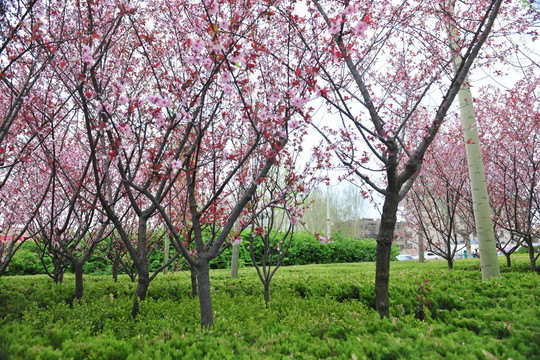 櫻花園 櫻花