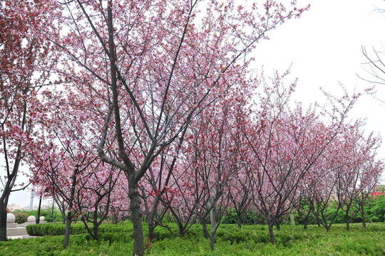 櫻花 櫻花園