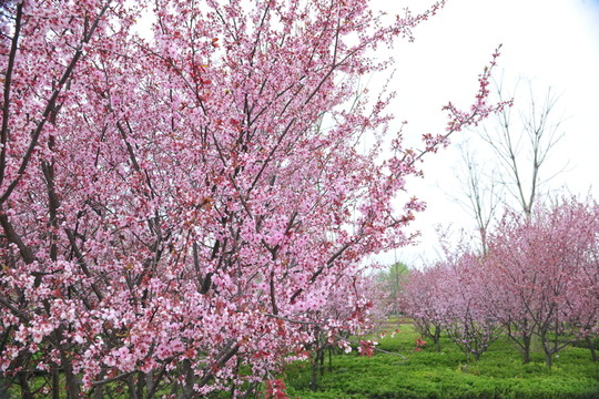 櫻花 櫻花園