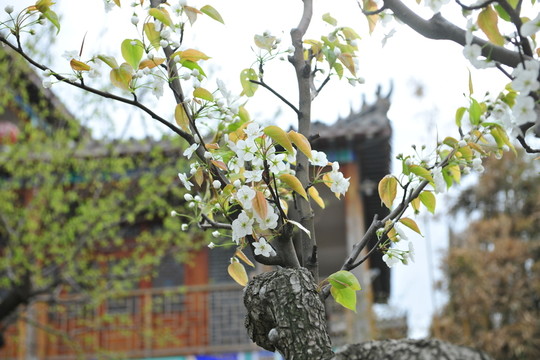 梨樹(shù)花 梨園春色 白梨花