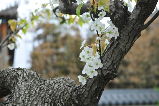 梨樹花 梨園春色 白梨花