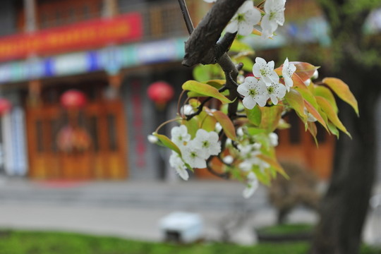 梨樹花 梨園春色 白梨花