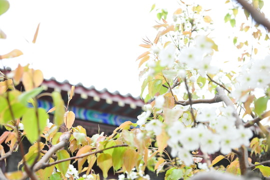 白色花 梨花 梨樹(shù)