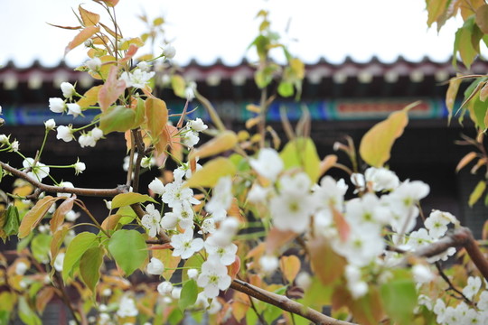 梨花 梨樹