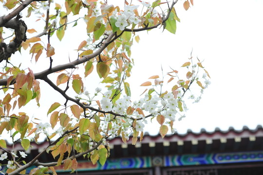 梨花 梨樹