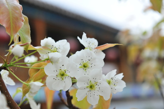 梨花 梨樹