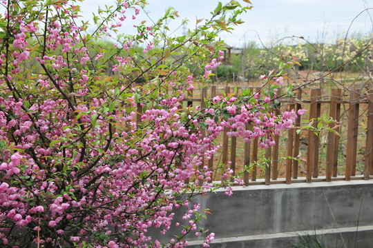 櫻花園 櫻花