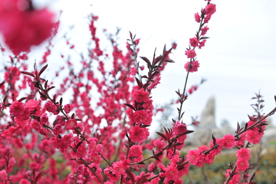 桃花紅 滿園春色