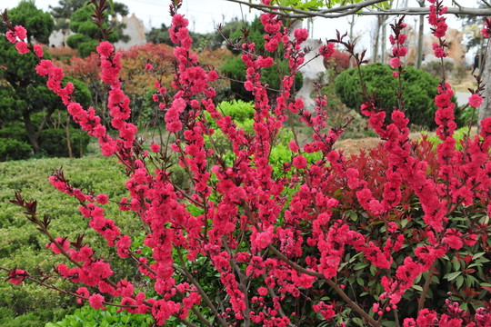 桃花 桃花紅 春暖花開