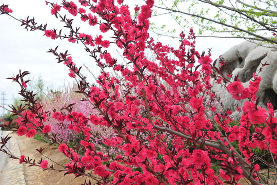 桃花 春暖花開
