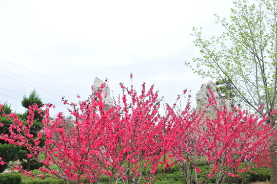 桃花源 桃花 春暖花開