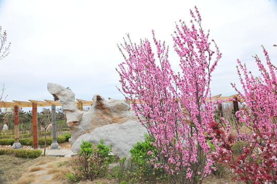 桃花 景觀樹 園林景觀